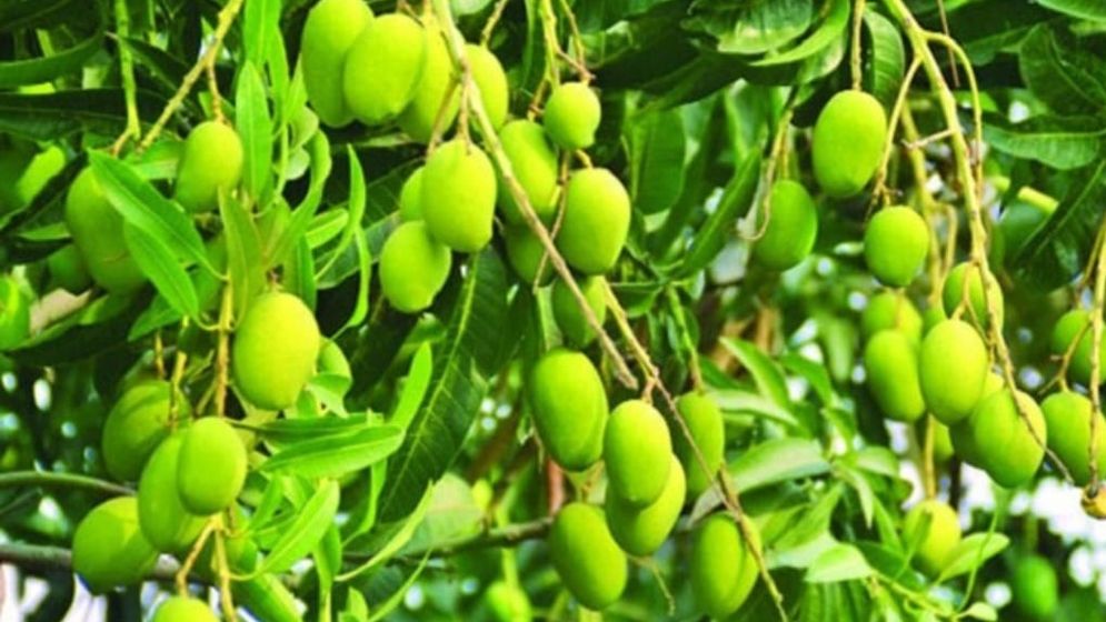 ডুমুরিয়ায় আমের বাম্পার ফলনে কৃষকের মুখে হাসি 