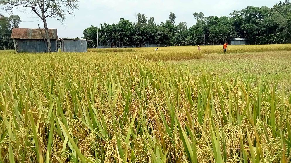 মেঘ দেখলেই বাড়ে কৃষকের দুশ্চিন্তা