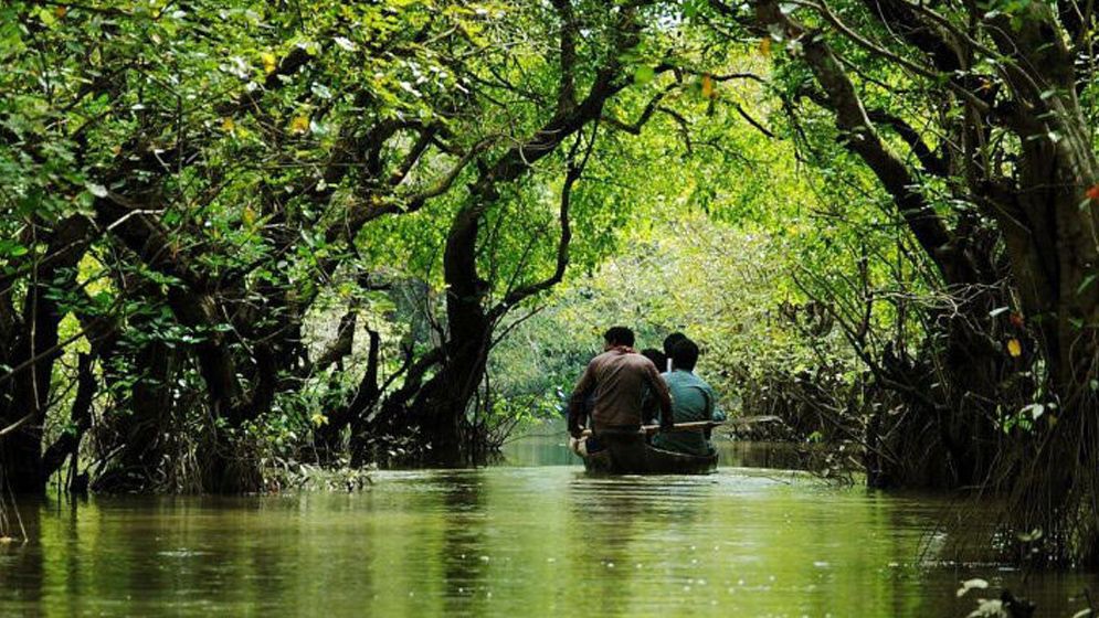 যে কারণে শনিবার থেকে সুন্দরবনে প্রবেশে তিন মাসের নিষেধাজ্ঞা