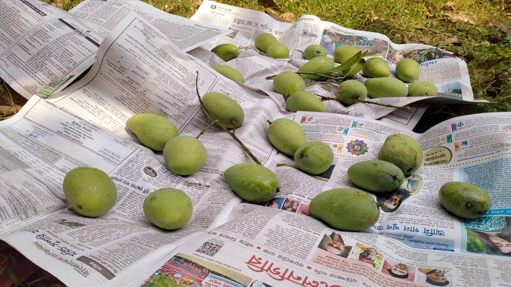 রাজশাহীতে আম পাড়া শুরু