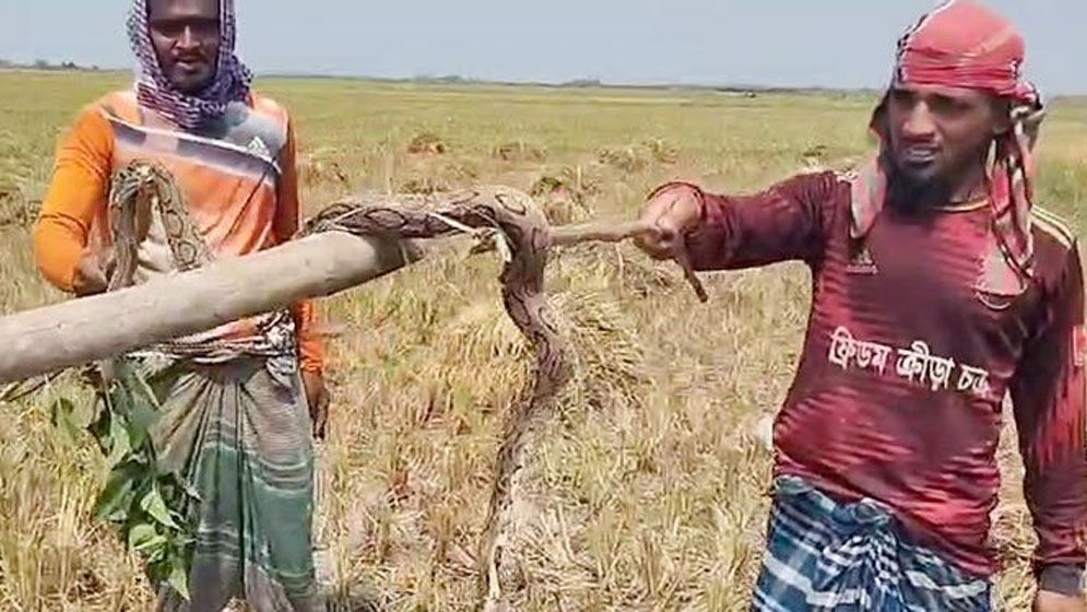 ধানখেতে রাসেলস ভাইপার সাপ, পিটিয়ে মারলো কৃষকরা