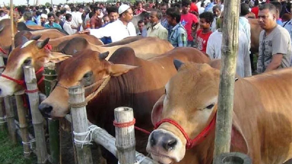 আফতাবনগরে গরুর হাট বসানো যাবে না