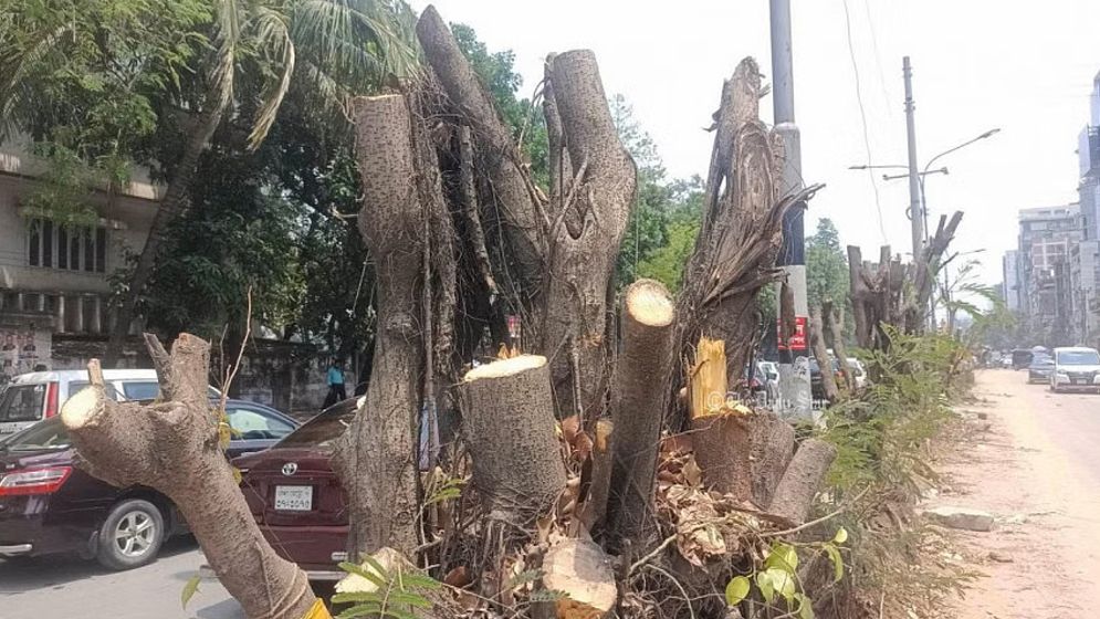 গাছ কাটা নিয়ন্ত্রণে কমিটি কেন নয়