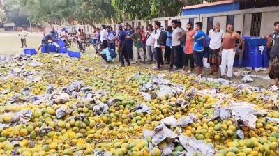 সাতক্ষীরায় রাসায়নিক দিয়ে পাকানো ৯ মেট্রিক টন আম বিনষ্ট