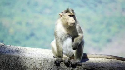 বানরের কারণে ৩ ব্যাংক কর্মকর্তা নিহত