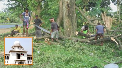 গাছ কাটা-লাগানো নিয়ে হাইকোর্টের রুল