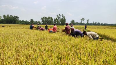 এবার বোরো ধানের বাম্পার ফলনের সম্ভাবনা