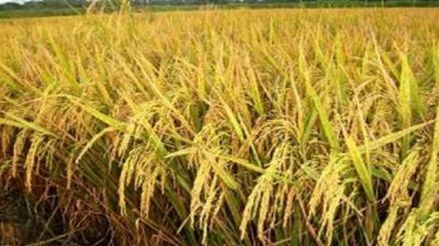 ধান কাটতে গিয়ে হিট স্ট্রোকে দিনমজুরের মৃত্যু 