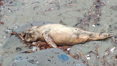 সমুদ্র সৈকতে ভেসে এসেছে মৃত ইরাবতী ডলফিন