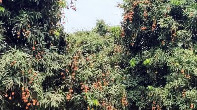 দিনাজপুরের লিচু বাজারে আসছে একসপ্তাহ পর