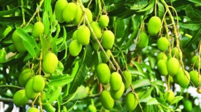 ডুমুরিয়ায় আমের বাম্পার ফলনে কৃষকের মুখে হাসি ‌