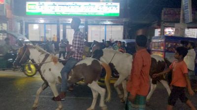 জীবন্ত ঘোড়া নিয়ে মিছিল করা চেয়ারম্যান প্রার্থীকে নোটিশ