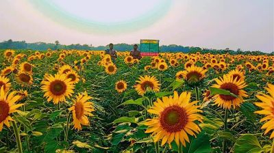 সূর্যমুখী চাষে কৃষকদের আগ্রহ বাড়ছে