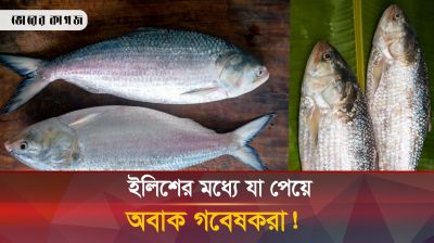 ইলিশে নতুন ব্যাকটেরিয়ার সন্ধান, গবেষকরা অবাক