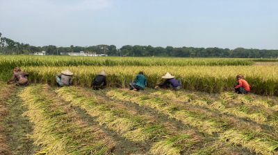 ঝিকরগাছায় প্রচন্ড তাপদাহেও ধান তুলতে ব্যস্ত কৃষক 