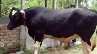 যে কারণে ফ্রিজিয়ান গরুর নাম জায়েদ খান!