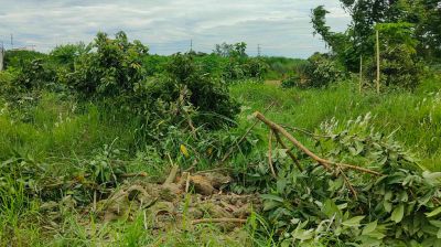 সোনারগাঁওয়ে নির্বাচনী প্রতিহিংসার বলি শতাধিক ফলদ গাছ 
