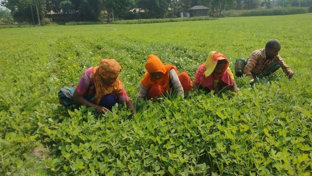 নীলফামারীতে বাড়ছে চিনাবাদাম চাষ