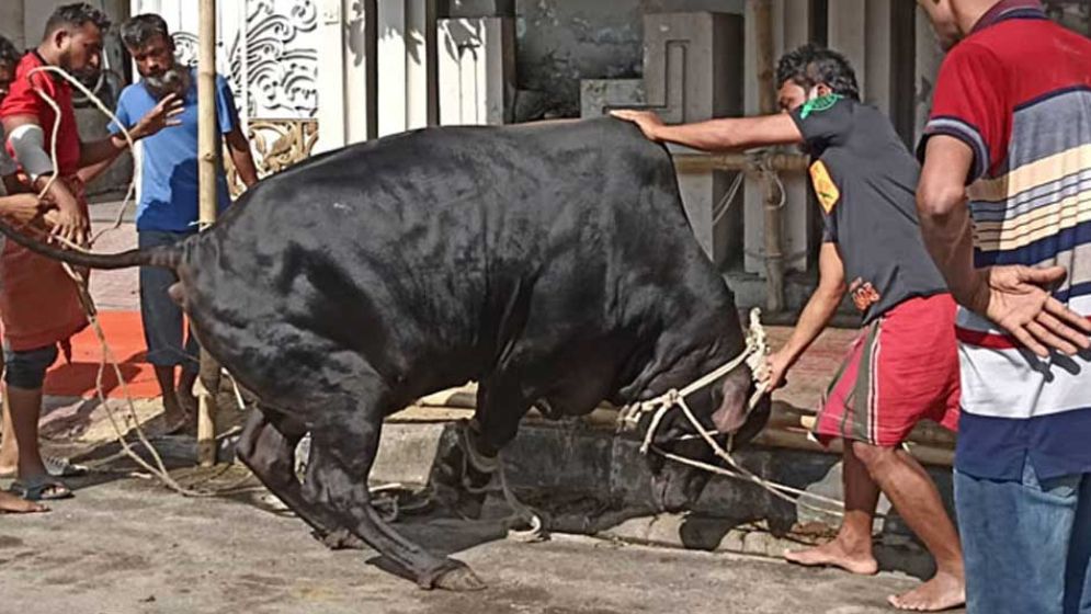 দেশে পশু কোরবানি বেড়েছে ৩.৭ শতাংশ