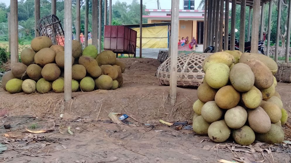 সখীপুরে হাটে-বাজারে মিলছে না কাঁঠালের কাঙ্ক্ষিত দাম