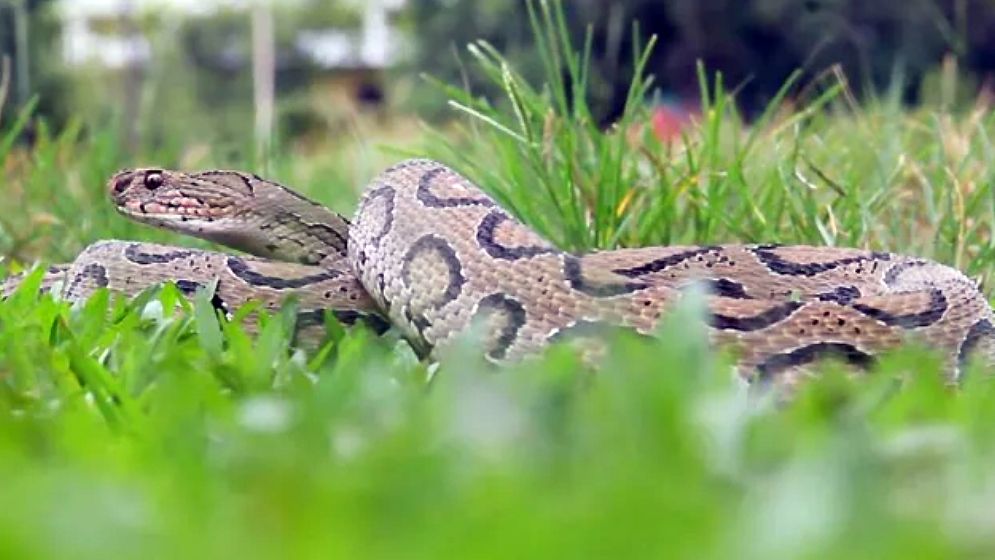 পদ্মার চরে আতঙ্কের নাম রাসেলস ভাইপার
