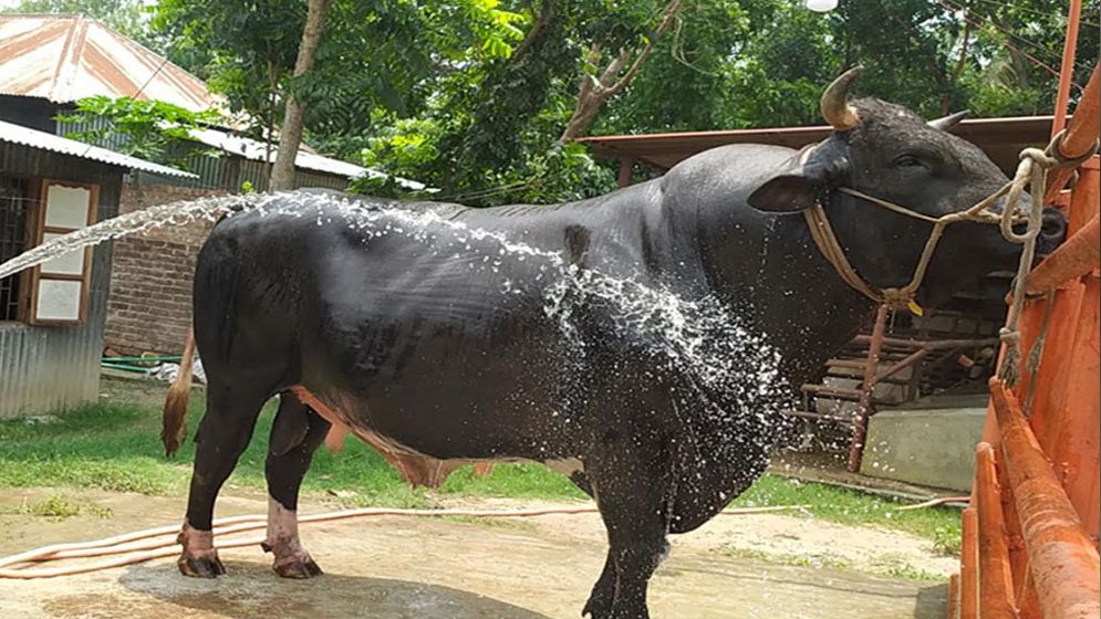 ৩২ মণ ওজনের সুলতান, দাম ২৫ লাখ
