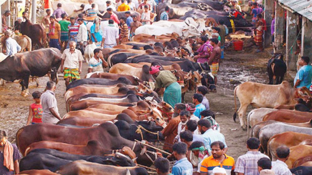 আফতাবনগরে কোনো পশুর হাট বসবে না : ডিএসসিসির আইনজীবী