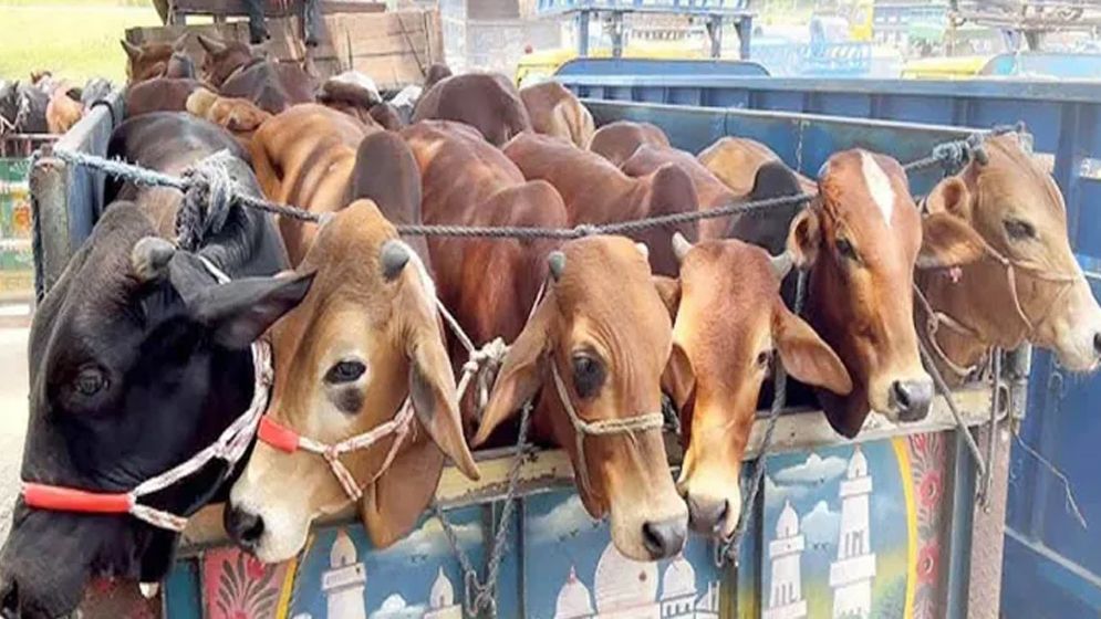 সোনাগাজীতে অস্ত্রের মুখে কোরবানির গরু লুট