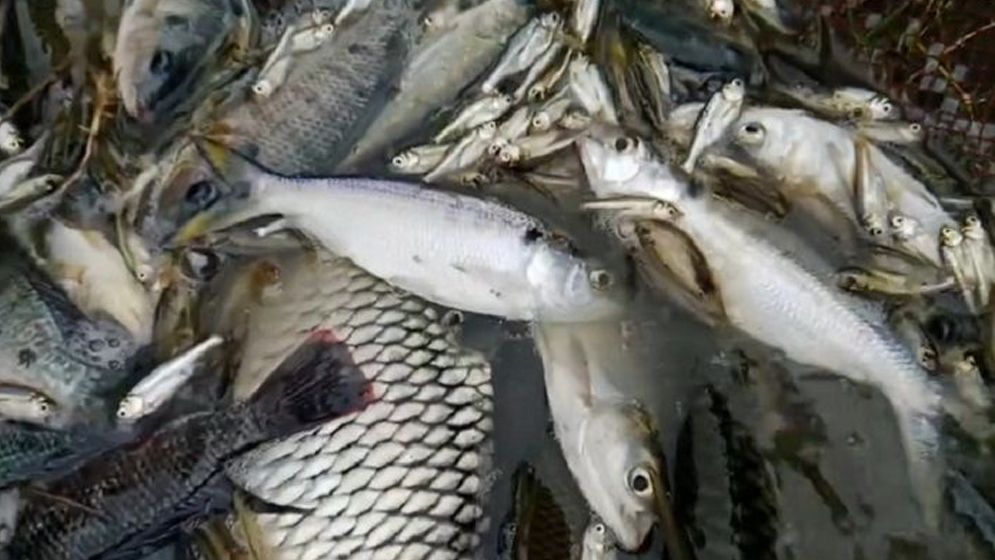 ফের পুকুরে ধরা পড়ল রুপালি ইলিশ