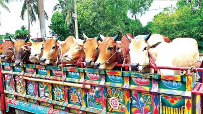 গরুবাহী গাড়িতে পুলিশের চাঁদাবাজি, বরখাস্ত ৫ সদস্য 