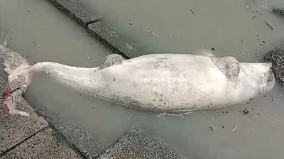 কুয়াকাটা সৈকতে ভেসে এসেছে মৃত ইরাবতী