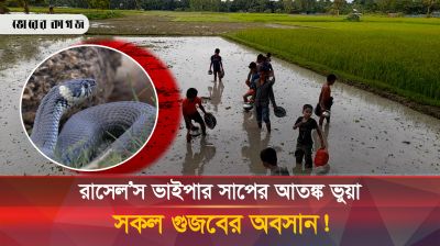 রাসেল’স ভাইপার সা'প নিয়ে সকল গুজবের গোমর ফাঁস!
