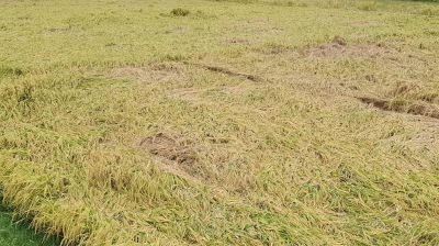 রাসেল ভাইপার নিয়ে ভয়-উদ্বেগের সত্যিই কোনো কারণ আছে?
