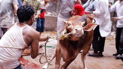 জবাই করার সময় গরুর লাথিতে সৌদি প্রবাসীর মৃত্যু