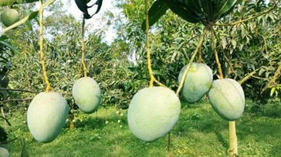 আম বাগান পরিদর্শনে যাচ্ছেন বিভিন্ন দেশের রাষ্ট্রদূতসহ মিশনপ্রধানরা