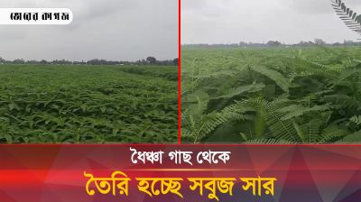 ধৈঞ্চা গাছ থেকে তৈরি হচ্ছে সবুজ জৈব সার, কৃষিতে ব্যাপক ফলন
