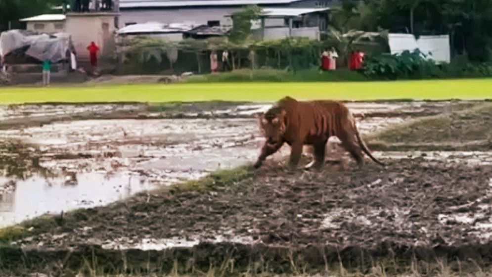 রয়েল বেঙ্গল টাইগার ঘুরছে ফসলি জমিতে, হুলস্থূল ঘটনাটি কি নওগাঁর?