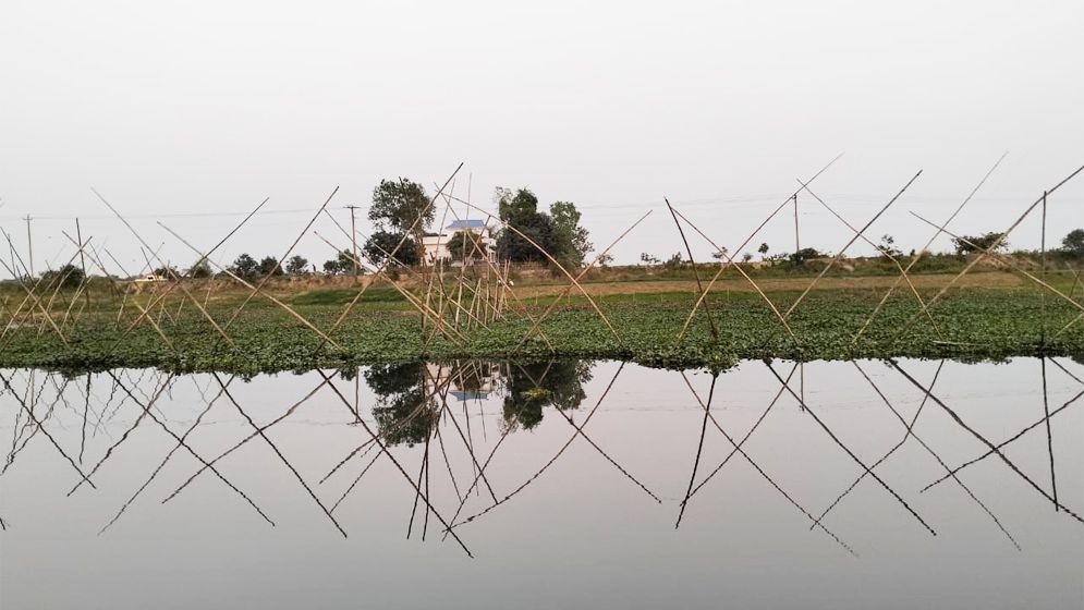 মেঘনায় অবৈধ ঝোপ-ঝাড়ের দৌরাত্ম্য, বিলুপ্তির পথে বিভিন্ন মাছ