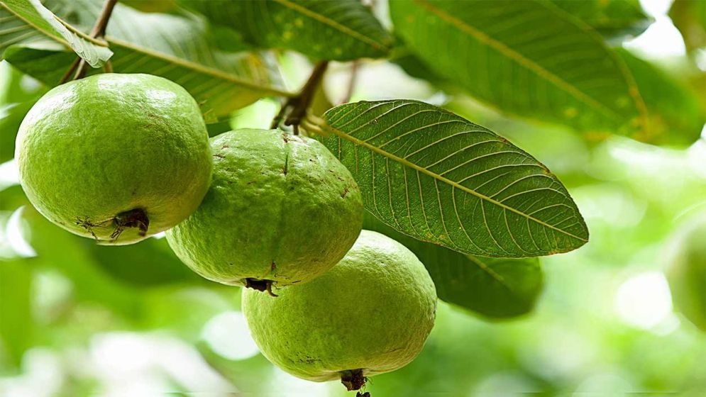 পেয়ারা পাতার অসাধারণ যত গুণ