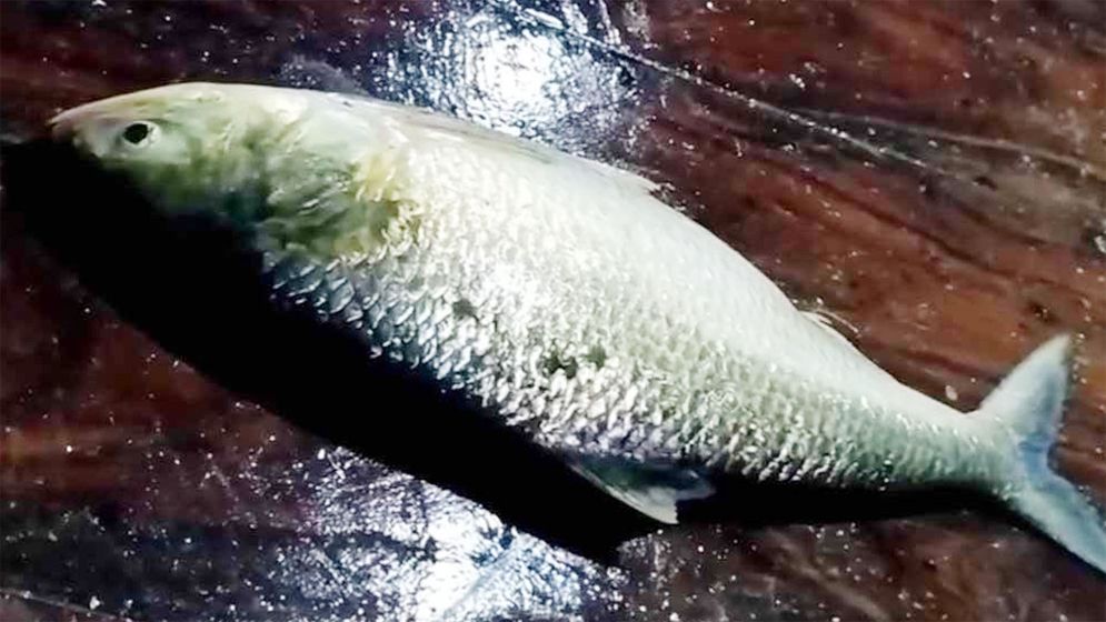 মেঘনার এক ইলিশ ৫২০০ টাকায় বিক্রি!
