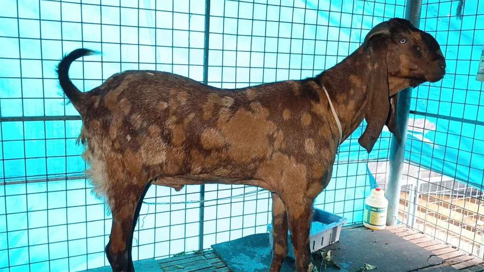 সাদিক এগ্রোর আলোচিত ছাগলসহ ২৫০ গরু ও ১২ উট এখন সাভারে