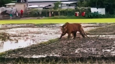 রয়েল বেঙ্গল টাইগার ঘুরছে ফসলি জমিতে, হুলস্থূল ঘটনাটি কি নওগাঁর?
