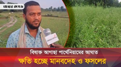 বিষাক্ত আগাছা পার্থেনিয়ামের আঘাতে ক্ষতি হচ্ছে মানবদেহ ও ফসলের
