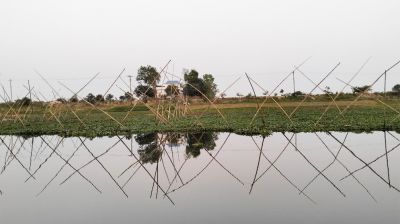 মেঘনায় অবৈধ ঝোপ-ঝাড়ের দৌরাত্ম্য, বিলুপ্তির পথে বিভিন্ন মাছ