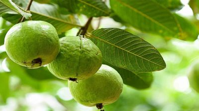  পেয়ারা পাতার অসাধারণ যত গুণ