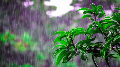 নিম্মচাপের প্রভাবে সারাদেশে বৃষ্টির পূর্বাভাস