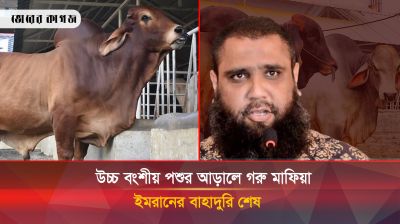 সাদেক এগ্রোর ইমরান গরু মাফিয়া, বিভিন্ন স্থানে আছে গোপন ডেরা