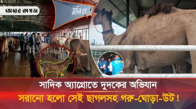 ফেঁসে গেল সাদিক অ্যাগ্রো, সরানো হলো সেই ছাগলসহ গরু-ঘোড়া-উট!