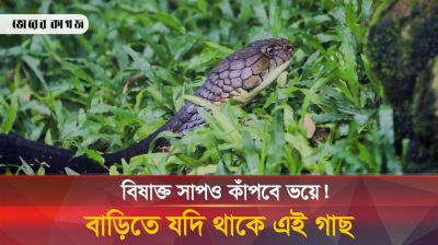 বর্ষা-বন্যায় সাপের উপদ্রব থেকে বাঁচতে করণীয়