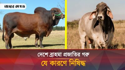 খামারি-মন্ত্রণালয় মিলেমিশে করছে নিষিদ্ধ ব্রাহমা জালিয়াতি
